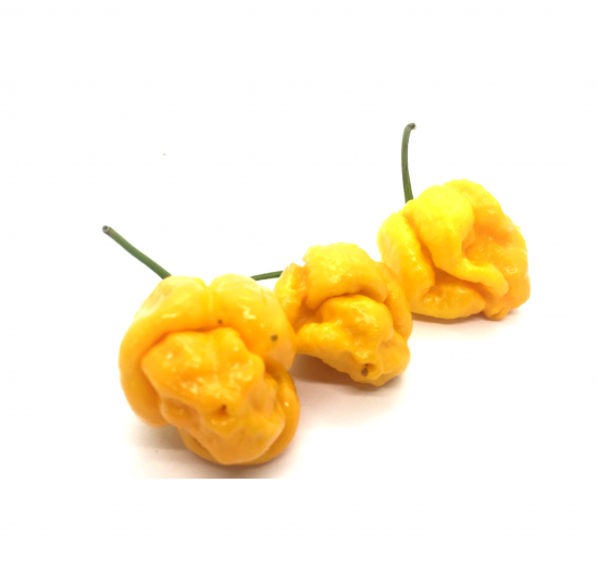 7 Pot Yellow per 100g